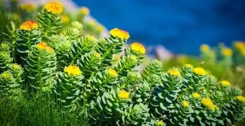 Exploring the Health Benefits of Rhodiola Rosea Extract Powder